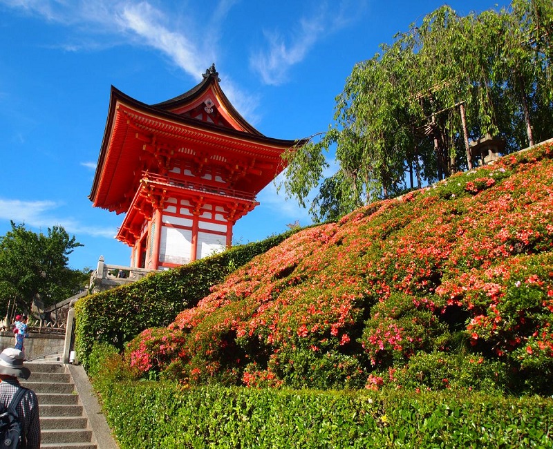 image of blue sky and flowers surround a Pagoda in Japan